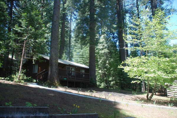 Rentrez chez vous à la cabane Little Pine au Yosemite Forest Lodge!