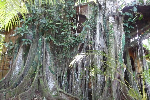 Caribbean Jungle Tree House